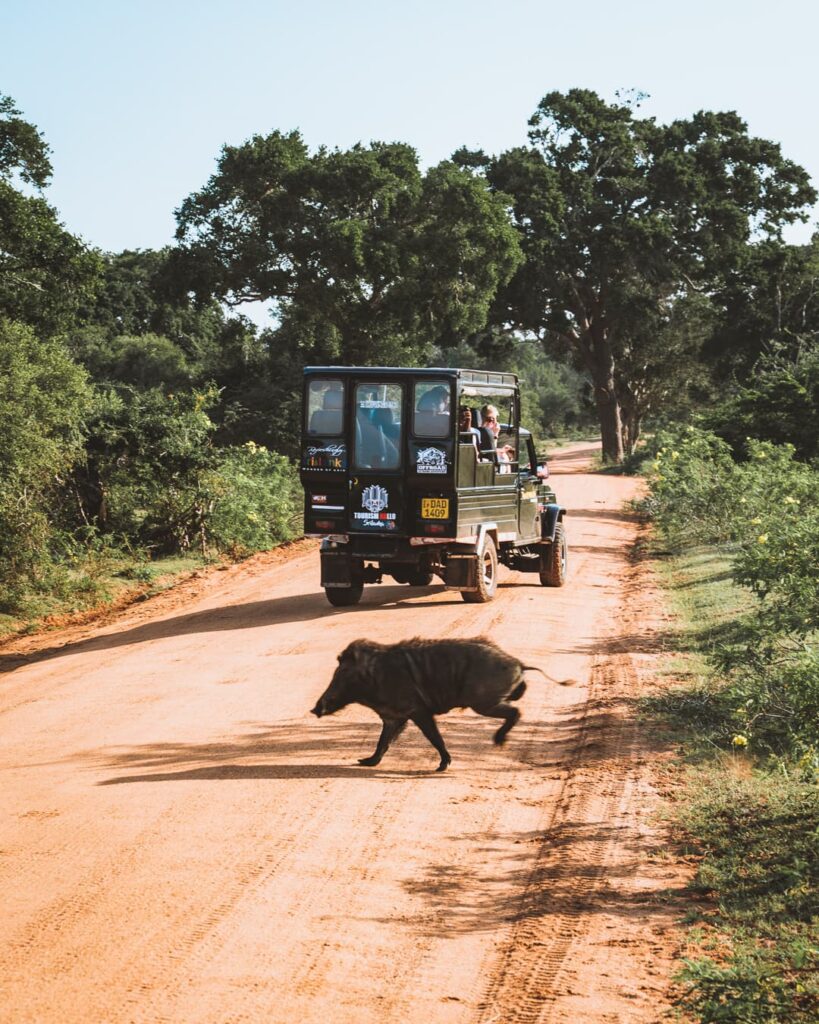 Yala National Park